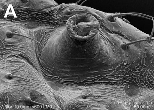 Réf. 251 066 : Atheroides serrulatus